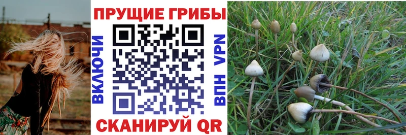 наркошоп  Наро-Фоминск  Псилоцибиновые грибы GOLDEN TEACHER 